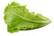 Lettuce Romain isolated on a white background