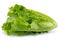 Lettuce Romain isolated on a white background