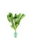 Lettuce with roots Isolated on white background Farmers operate a hydroponic vegetable growing business, fresh, clean, delicious