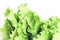 Lettuce salad background with copy space for your text