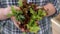 Lettuce salad in a hands of a farmer