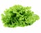 Lettuce salad isolated