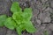 Lettuce salad. Lactuca sativa. Annual herbaceous plant. Vegetable culture