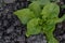 Lettuce salad. Lactuca sativa. Annual herbaceous plant. Vegetable culture