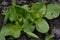 Lettuce salad. Lactuca sativa. Annual herbaceous plant. Vegetable culture
