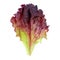 Lettuce Salad  leaves isolated.  Fresh red  Romaine Lettuce  on white background. Batavia salad