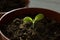 Lettuce Salad seedling in brown pot.