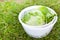 Lettuce salad in spinner