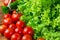 Lettuce salad, tomatoes and chives on wooden background.