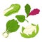 Lettuce salad vegetables vector isolated flat icons set