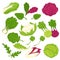 Lettuce salads leafy vegetables vector isolated icons set