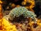 Lettuce Sea slug underwater at night