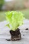 Lettuce seedling