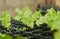 Lettuce Seedling in Black Seedling Trays