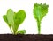 Lettuce seedling in soil