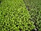 Lettuce seedlings