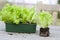 Lettuce seedlings on a garden table