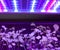 Lettuce seedlings with leaves growing under purple UV LED light diodes