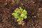 Lettuce seedlings maturing in rich soil