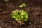 Lettuce seedlings maturing in rich soil