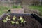 Lettuce seedlings planted in dark soil in a raised bed, vegetable cultivation in a rural garden, copy space