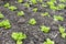 Lettuce seedlings planted in greenhouse