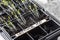 Lettuce seedlings in plastic seed trays labelled with date.