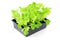 Lettuce seedlings on a tray box on isolated background