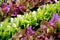 Lettuce seedlings in varieties