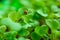 Lettuce sprouts close-up. Ladybug on a green lettuce leaf.spring seedling lettuce sprouts. Growing seedlings at home