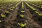 Lettuce sprouts field, green vegetable outbreaks