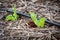 Lettuce sprouts on an outdoor drip irrigation system