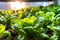 Lettuce thriving in a greenhouse, promoting healthy food.