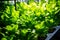 Lettuce thriving in a greenhouse, promoting healthy food.