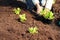 Lettuce to plant in fresh soil