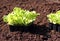 Lettuce to plant in fresh soil