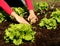 Lettuce to plant in fresh soil