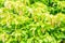 Lettuce tree or Pisonia alba for background