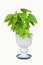 Lettuce tree or Pisonia alba in pots white.