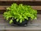 Lettuce, variety Green Salad Bowl, growing in a plastic bowl