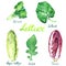 Lettuce variety set: Spinach, Collards, Nappa Cabbage, Rocket, Treviso