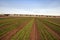 Lettuce vegetable farm field in Arizona