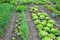 Lettuce on a vegetable garden ground.