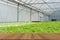 lettuce vegetable growing in greenhouse in hydroponic farm