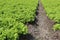 Lettuce vegetable plantations.