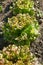 Lettuces Batavia red-green leaves Vegetable garden