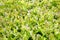 Lettuces cultivation in a hothouse