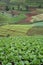 lettuces field mountain view