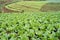 lettuces field mountain view