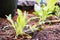 Lettuces growing in an urban vegetable garden